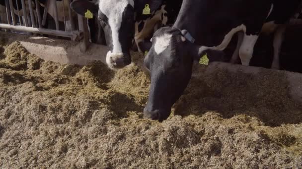 Moderne Boerderijschuur Met Melkkoeien Die Hooi Eten Koeien Een Koeienstal — Stockvideo