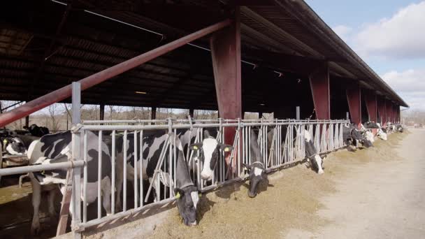 Krávy Krmící Moderní Farmě Zavřete Kravské Krmení Mléčné Farmě Kráva — Stock video