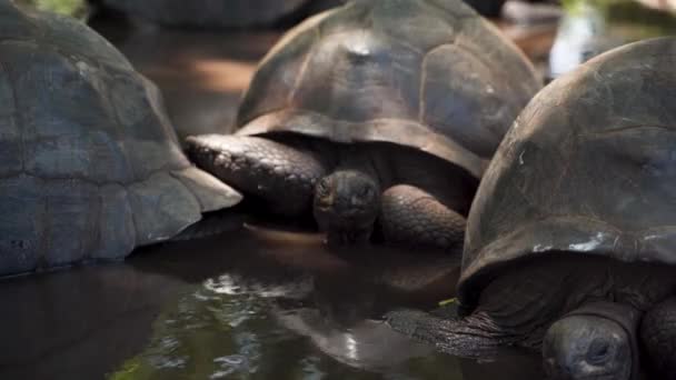 Giant Tortoises Lying Motionless Water Resting Shade Close — Stock Video