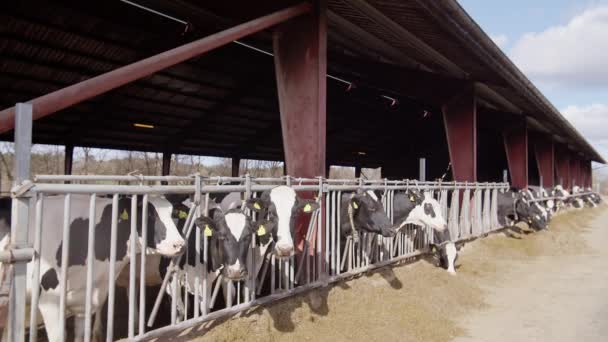 Processo Alimentação Vacas Fazenda Moderna Feche Alimentação Vacas Fazenda Leite — Vídeo de Stock