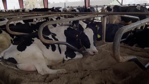 Modern Ladugård Med Mjölkkor Som Äter Hökor Ladugård Kalv Som — Stockvideo