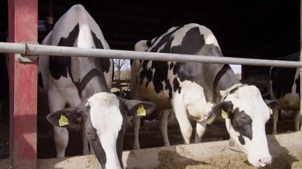 Feeding Cows Hay Dairy Farm — Video