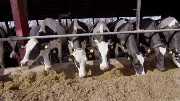 Granero Moderno Con Vacas Lecheras Comiendo Heno Vacas Establo Alimentación — Vídeo de stock