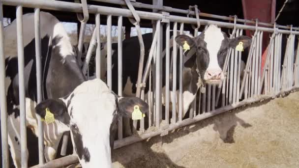现代农场的奶牛喂养过程 关闭奶牛饲养场 奶牛在奶牛场吃干草 — 图库视频影像