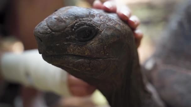 Scaly head of giant tortoise petted by human, close up shot.