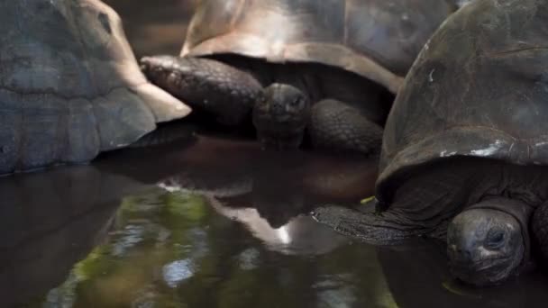 Groep Slaperige Reuzenschildpadden Die Roerloos Het Water Liggen — Stockvideo