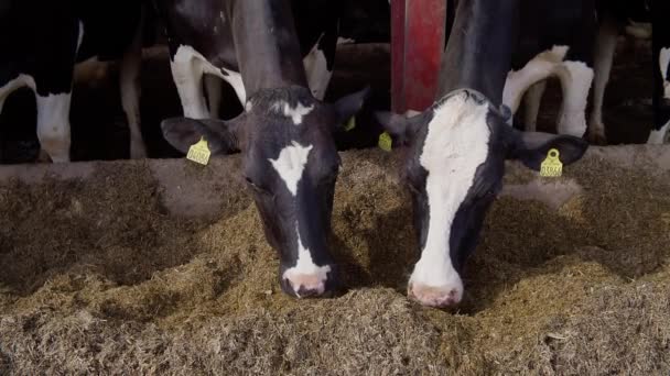 Modern Farm Barn Milking Cows Eating Haycows Cowshed Calf Feeding — Vídeo de Stock