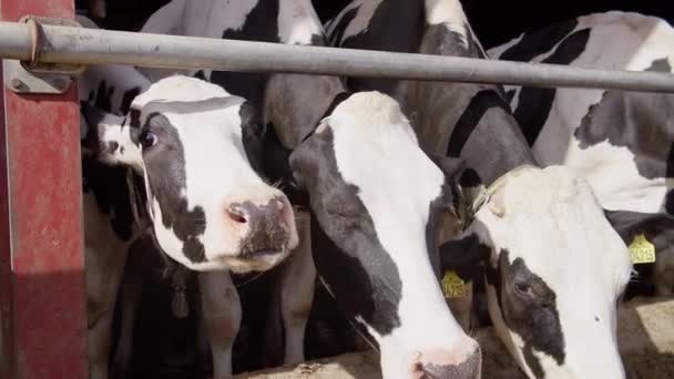 Nowoczesna Stodoła Rolnicza Dojeniem Krów Jedzących Krowy Siana Oborze Żywienie — Wideo stockowe