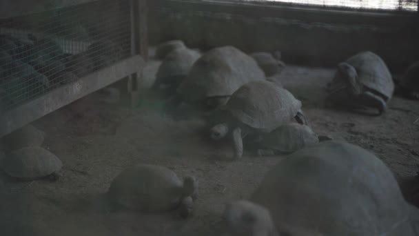 Giant Tortoise Babies Dark Caged Pen Walking Slowly Dirt — Vídeos de Stock