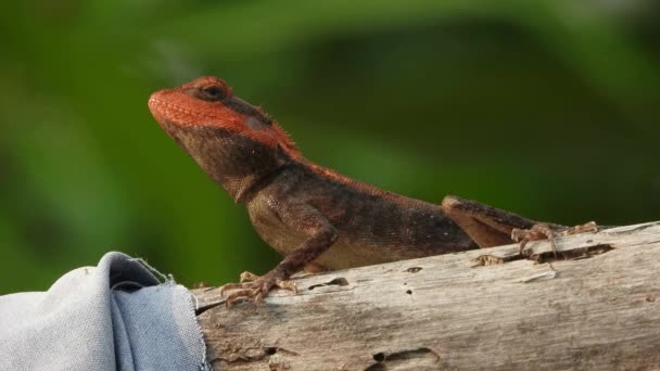 Red Head Lizard Tree — Vídeo de stock