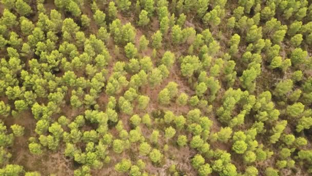 Top View Lush Trees Forest Mountains Summertime Aerial Drone — ストック動画