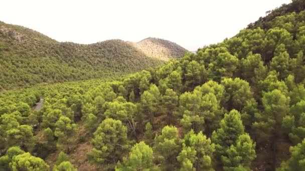 Dense Forest Covered Various Deciduous Trees Steep Mountain Slopes Drone — Wideo stockowe