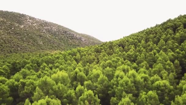 Fly Evergreen Dense Thicket Mountain Ranges Aerial Drone Shot — Wideo stockowe