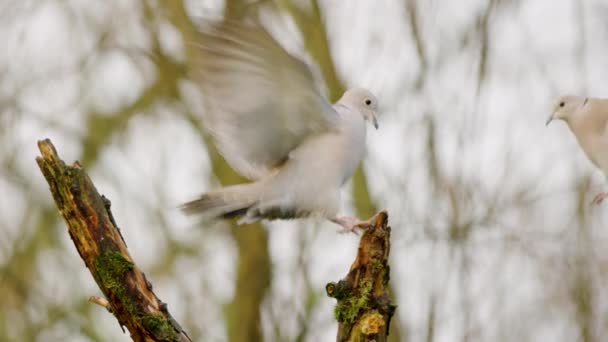 Pigeons Flying Tree Branch Forest Wild Bird Dove Migration — стоковое видео