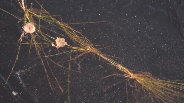 Close View Dry Straw Frozen Ice Cold Winter Day Frosty — Vídeo de Stock