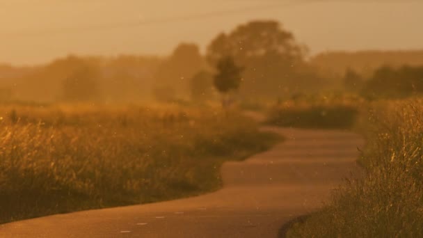 Скручений Шлях Через Луг Підсвічуванням Літаючого Пилку Золотим Світильником Заходу — стокове відео