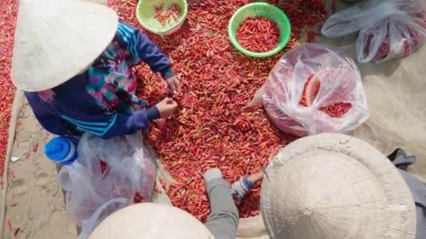 Close Tiro Menina Selecionando Chilies Vermelhos Província Giang Vietnã Seleção — Vídeo de Stock