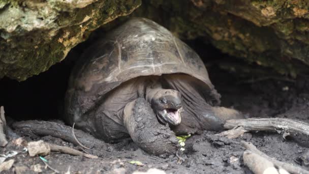 Riesenschildkröte Gebiert Felshöhle Liegend Und Öffnet Ihr Maul — Stockvideo