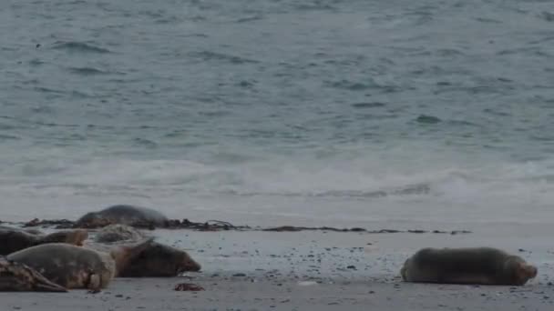 Groep Wilde Zeehonden Richting Van Oceaanwater Zandstrand Statisch Uitzicht — Stockvideo