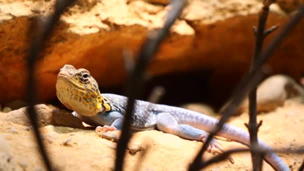 Close Shot Exotic Oplurus Cuvieri Collared Iguana Resting Rock Sunlight — Stockvideo