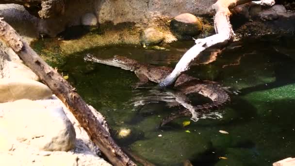 Close Shot Caiman Crocodile Swimming Water Pool Surrounded Rocks Sunlight — Vídeos de Stock