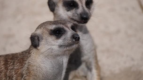 Close Shot Cute Baby Meerkats Resting Outdoors Sunlight Watching Black — Video