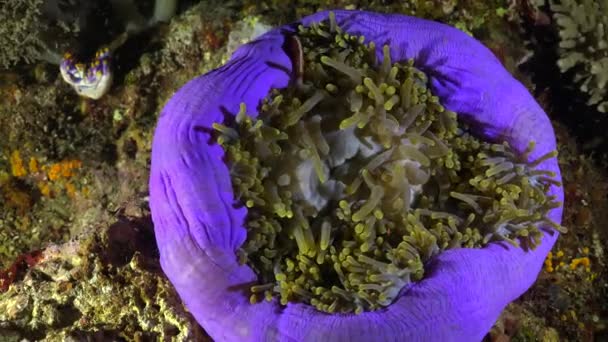 Pink Skunk Anemone Pesce Anemone Viola Notte — Video Stock