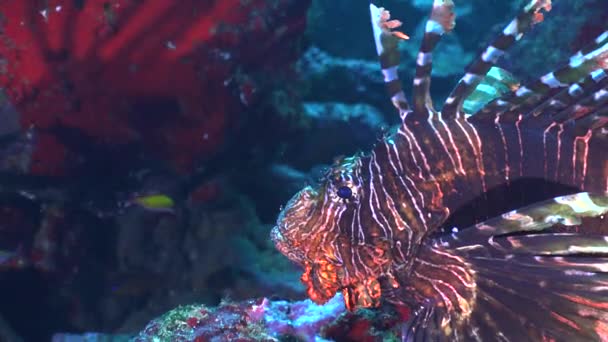 Big Lionfish Acerca Arrecife Coral Tropical — Vídeos de Stock