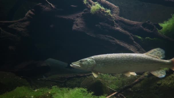 Primer Plano Descanso Pike Fish Con Boca Abierta Agua Clara — Vídeos de Stock