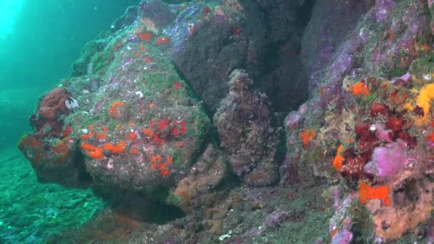 Reef Octopus Sitting Rocks Tropical Underwater Reef — Vídeos de Stock