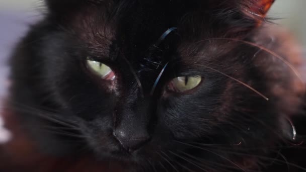 Close Black Cat Face Slow Motion — Vídeos de Stock