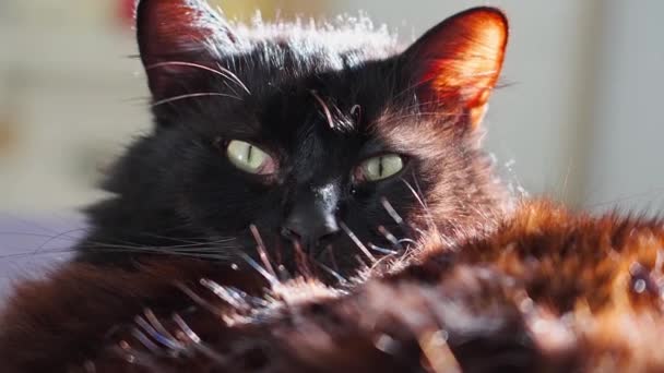 Black Cat Staring Camera — Vídeo de Stock