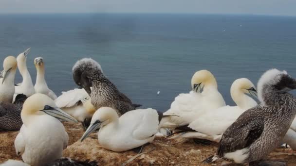 Flock Gannet Birds Coastline Amrum Island Close Static View — ストック動画
