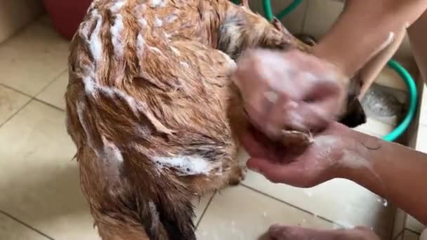 Pet Owner Giving His Young Belgian Shepherd Good Bath Bubbles — Video