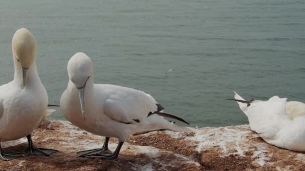 Flock Gannet Birds Enjoy Sunny Day Rocky Coast Amrum Island — Vídeos de Stock