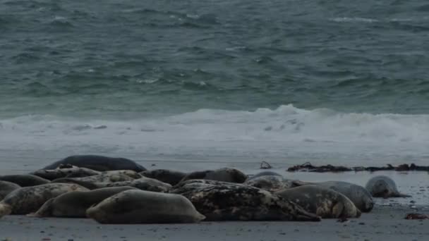 Veel Wilde Zeehonden Slapen Zandige Oceaan Kustlijn Met Prachtige Golven — Stockvideo