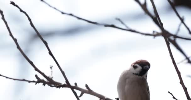 Vrabec Usazený Větvi Stromu Bez Listí Houpající Větrem Letí Pryč — Stock video