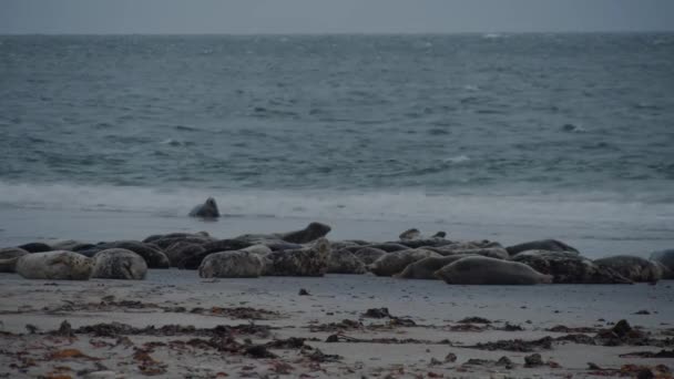 Kolonie Divokých Tuleňů Bouřlivém Pobřeží Oceánu Statický Výhled — Stock video