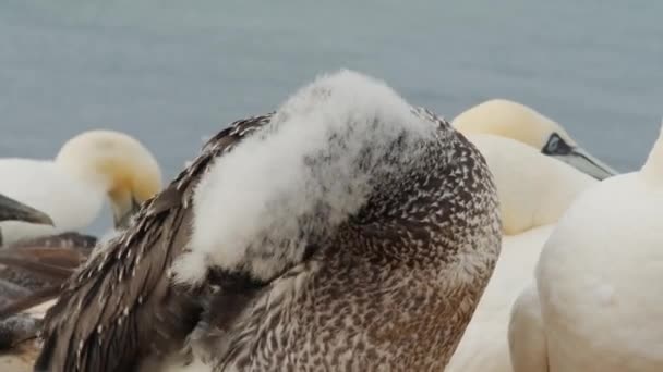 Gannet Aves Recogiendo Plumas Costa Del Océano Vista Cerca — Vídeo de stock