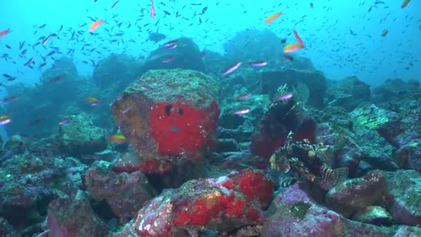 Deux Lionfish Sur Récif Sous Marin Tropical Avec Des Poissons — Video