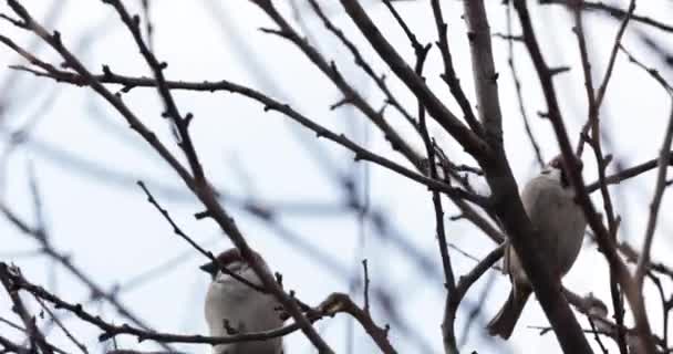 Vrabci Sedí Větvích Stromů Větrný Den Nízký Úhel — Stock video