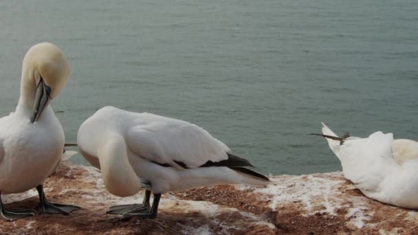 Flock Gannet Birds Sitting Ocean Coastline Static View — Stock Video