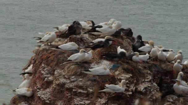 Coastal Rock Full Gannet Birds Windy Day Static View — Wideo stockowe