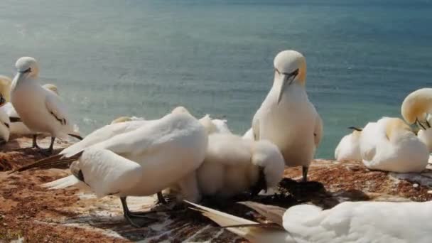 Colony Gannet Birds Coastline Ocean Static Time Lapse View — Video Stock