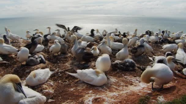 Αποικία Των Πτηνών Gannet Στις Ακτές Του Νησιού Amrum Στατική — Αρχείο Βίντεο