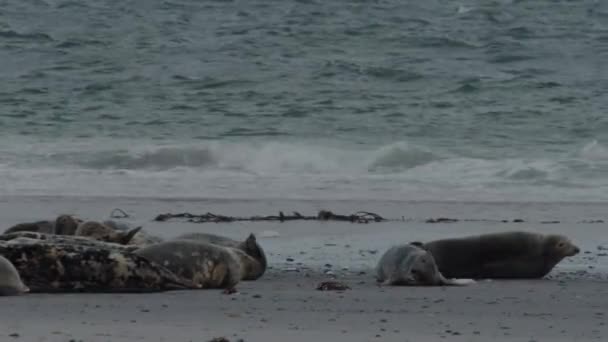 Selos Selvagens Desfrutam Dia Nublado Costa Arenosa Vista Estática — Vídeo de Stock