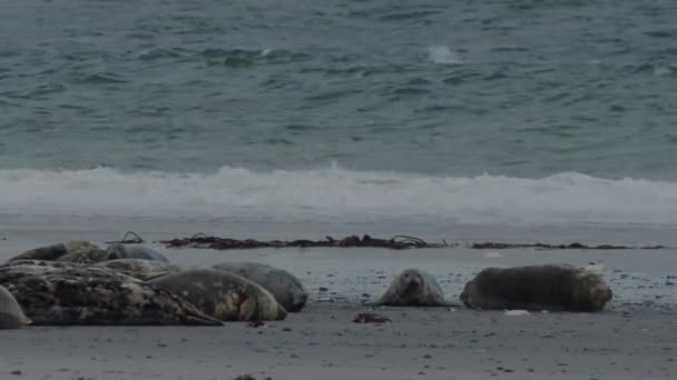 在沙质海洋海岸线上栖息的野生海豹群 静止不动 — 图库视频影像