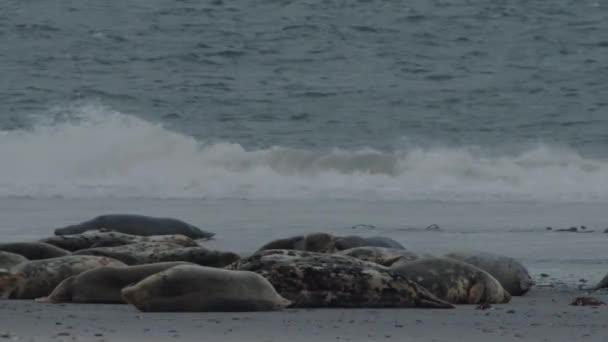 Groep Zeehonden Rustend Zandkust Met Stormachtige Oceaangolven Statisch Uitzicht — Stockvideo