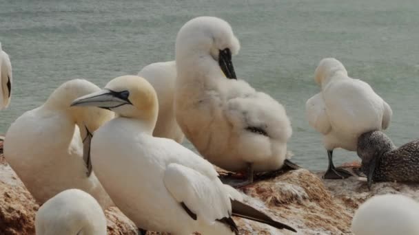 Flock Gannet Birds Picking Feathers Coastal Colony Area Close View — Vídeo de Stock