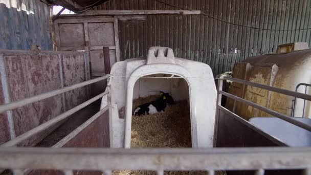 奶牛场中黑色的小牛 在谷仓里的牲畜 农场动物 乳品行业 — 图库视频影像